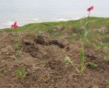 Papaver hybridum. Цветущие растения. Краснодарский край, Темрюкский р-н, мыс Железный Рог, обрывистый глинистый приморский склон. 01.05.2015.