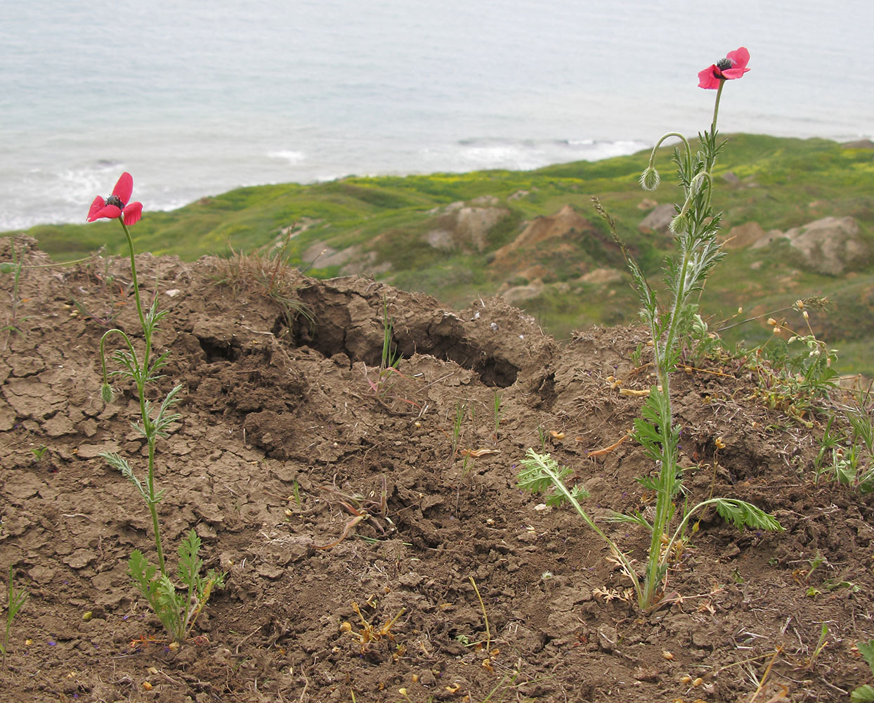 Image of Papaver hybridum specimen.