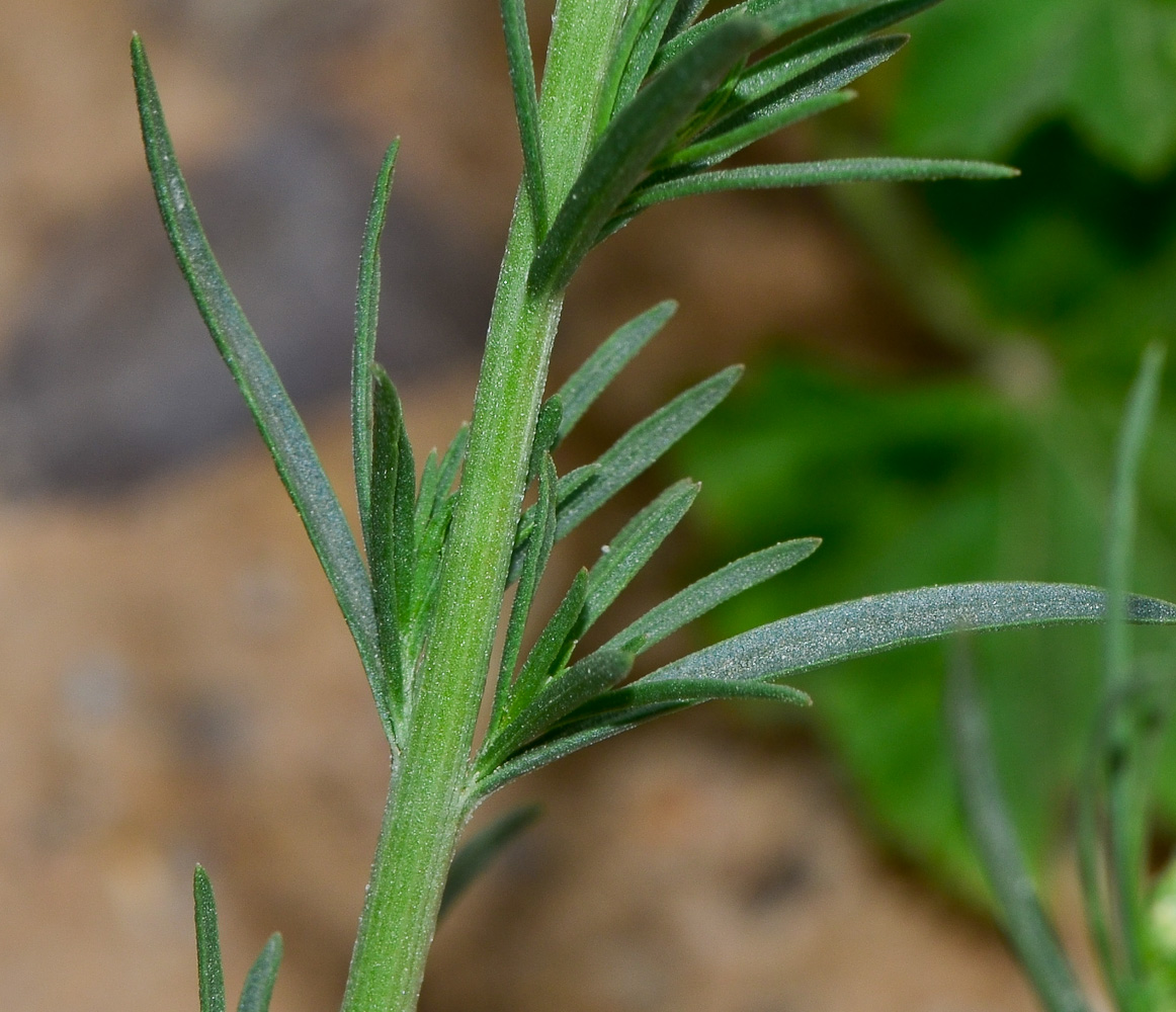 Изображение особи Oligomeris linifolia.