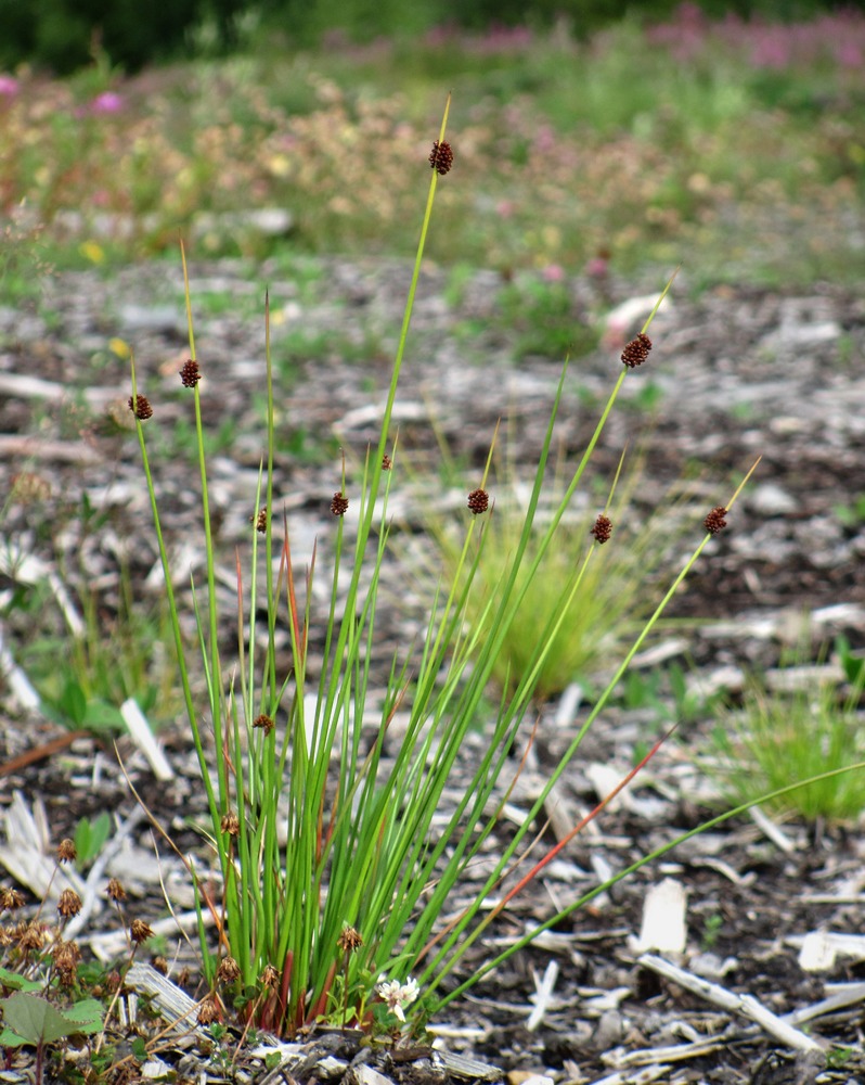 Изображение особи Juncus conglomeratus.