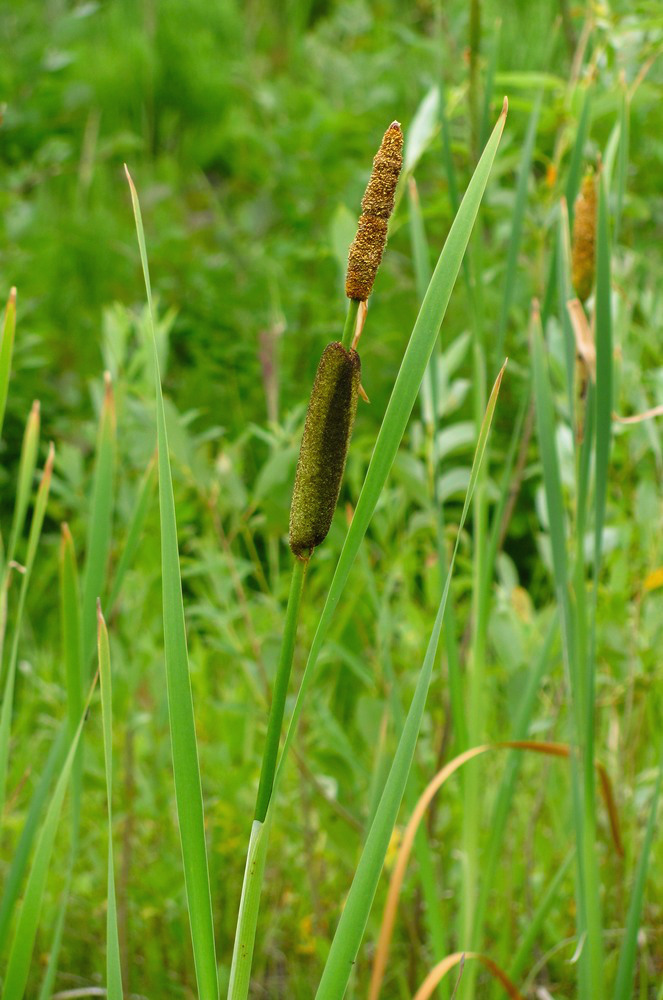 Изображение особи Typha latifolia.