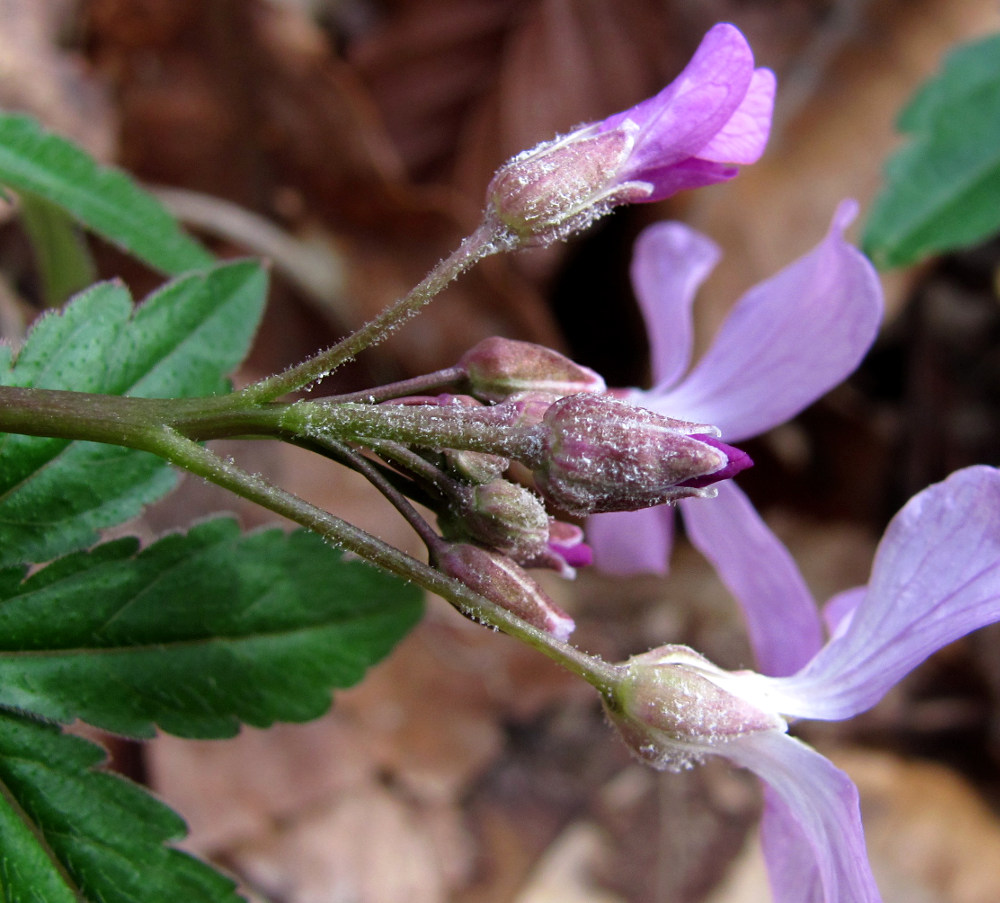 Image of Cardamine quinquefolia specimen.