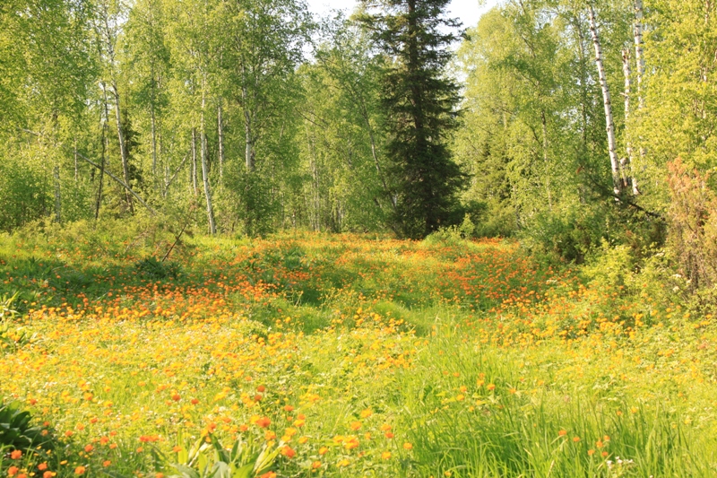 Изображение особи Trollius asiaticus.