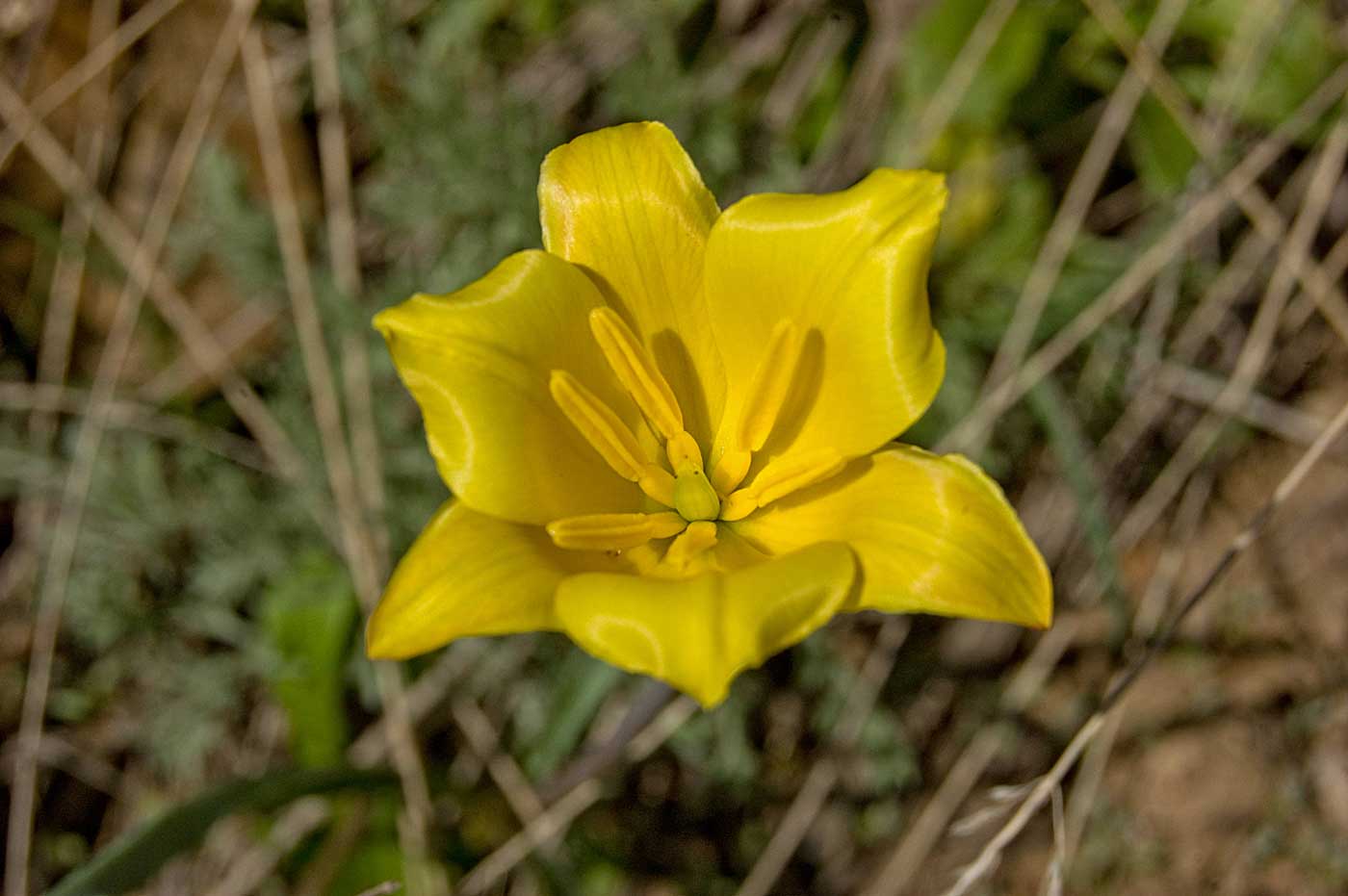 Image of Tulipa tetraphylla specimen.