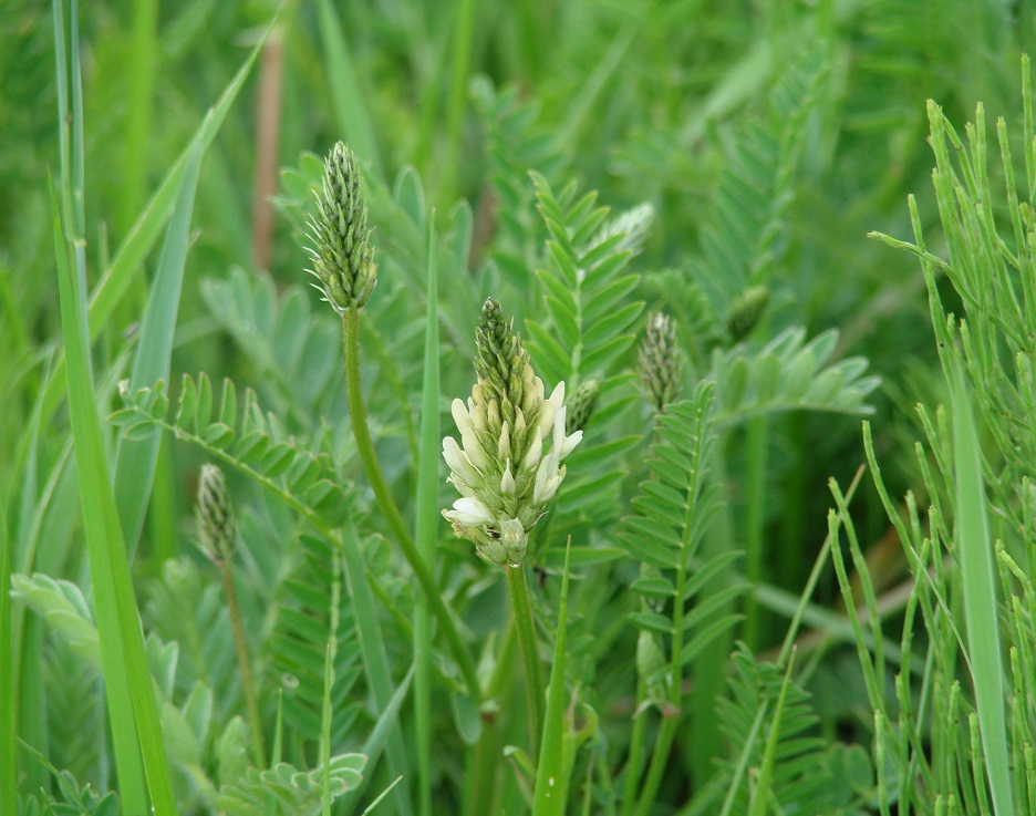 Изображение особи Astragalus inopinatus.