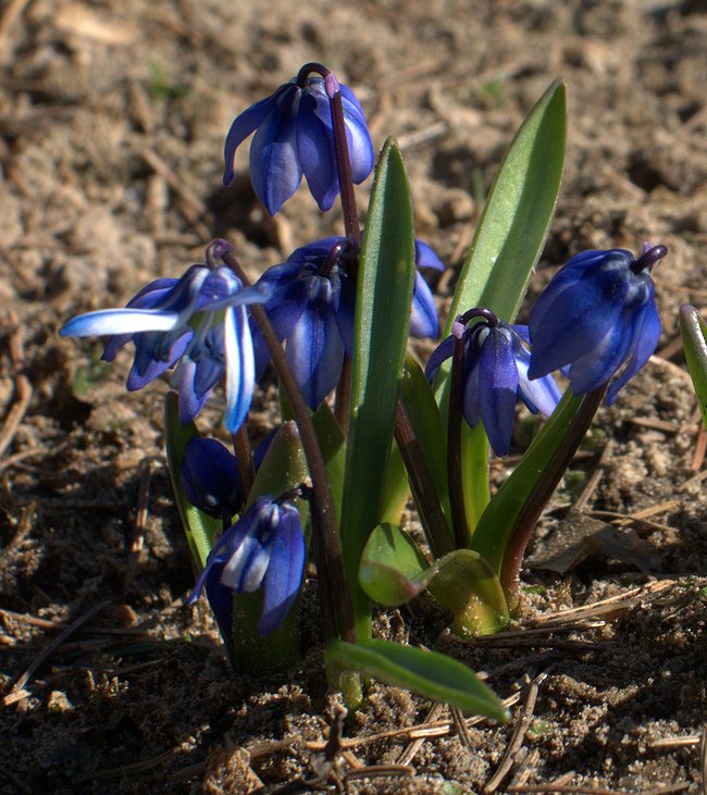 Image of Scilla armena specimen.