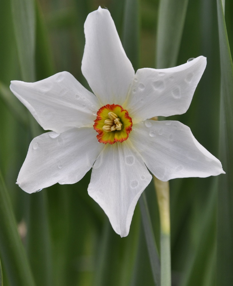 Image of Narcissus poeticus specimen.