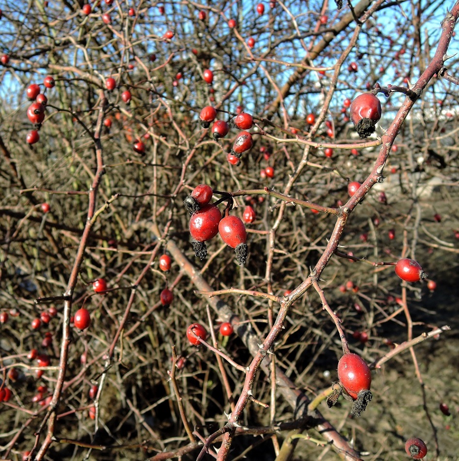 Image of Rosa canina specimen.