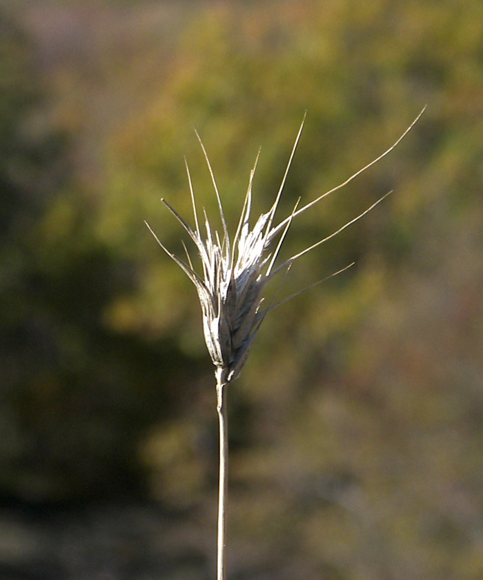 Image of Dasypyrum villosum specimen.