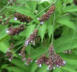 Verbena brasiliensis