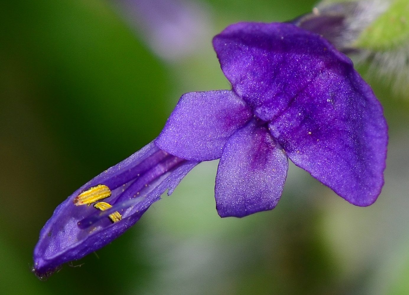 Image of Salvia lanigera specimen.