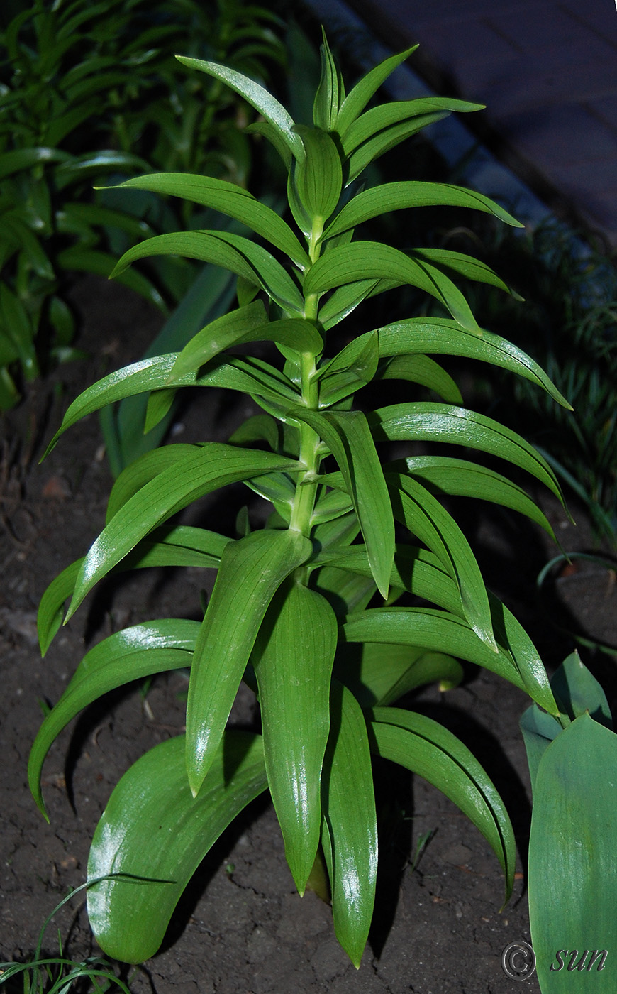 Image of Fritillaria imperialis specimen.