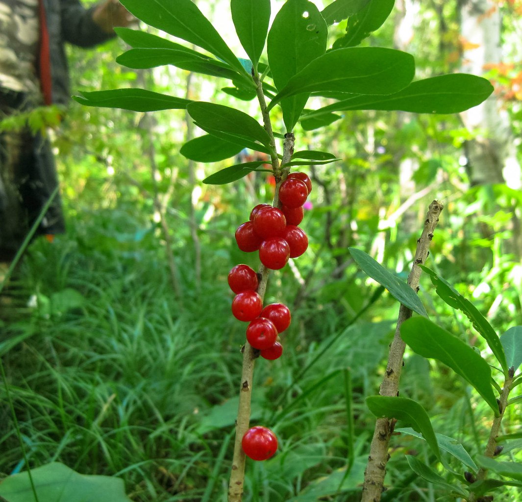 Волчье лыко картинка