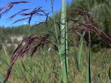 Phragmites australis. Часть соцветия. Свердловская обл., г. Екатеринбург, пос. Шабровский, подошва талькового карьера \"Старая линза\". 16.08.2015.