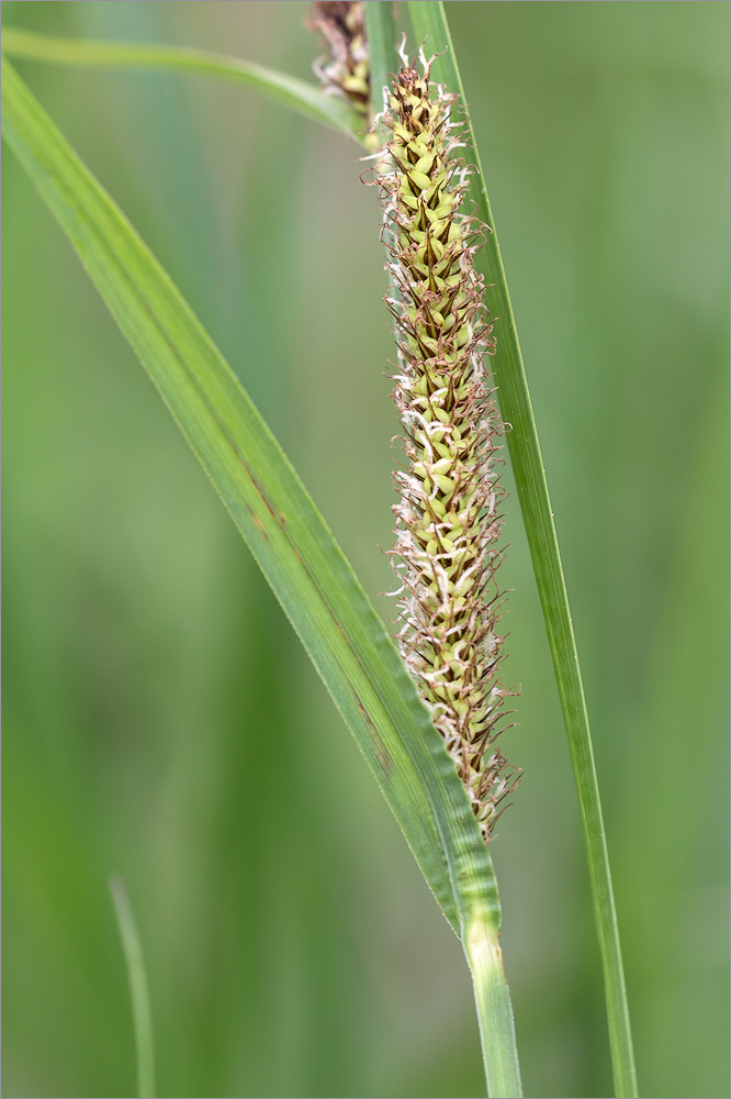 Изображение особи Carex acuta.