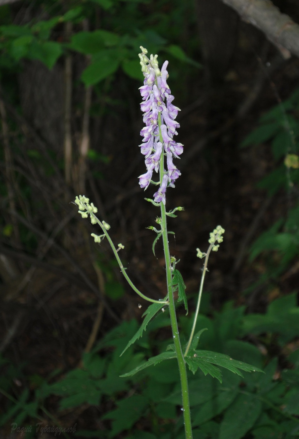 Изображение особи Aconitum septentrionale.