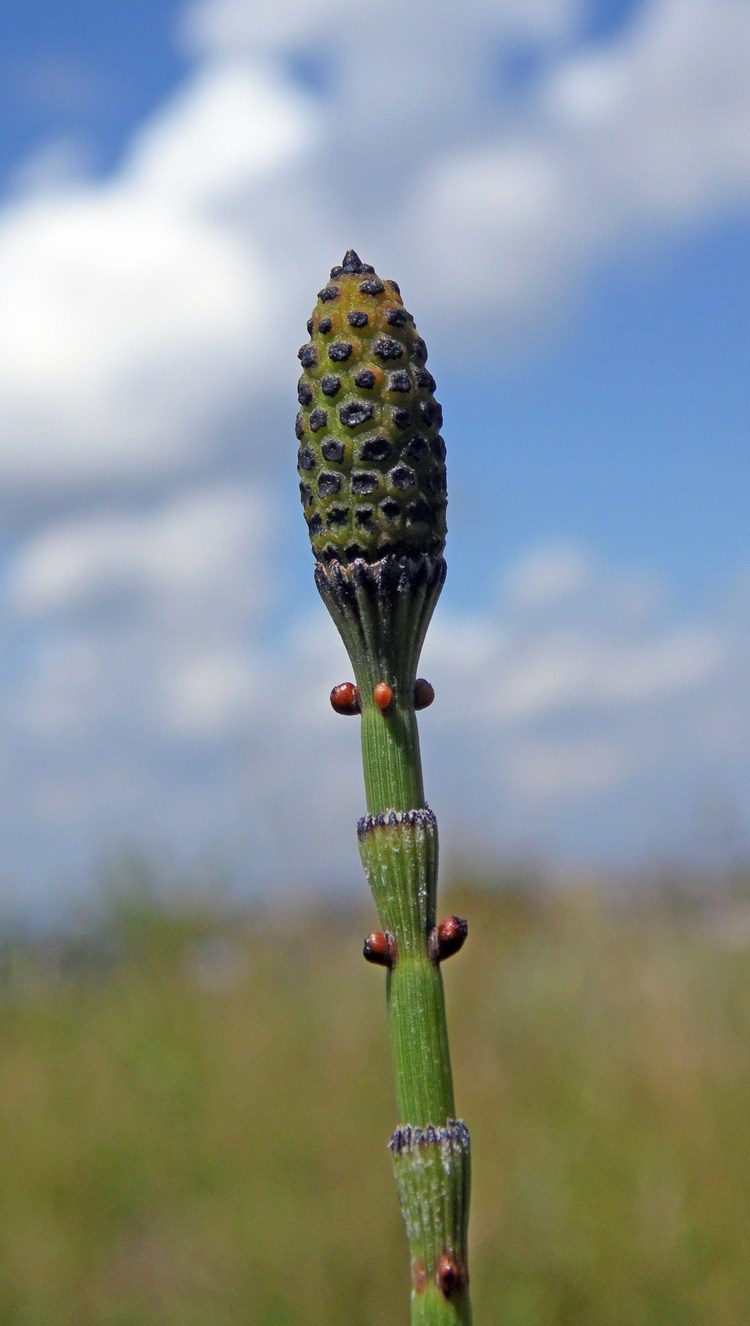 Image of Equisetum ramosissimum specimen.