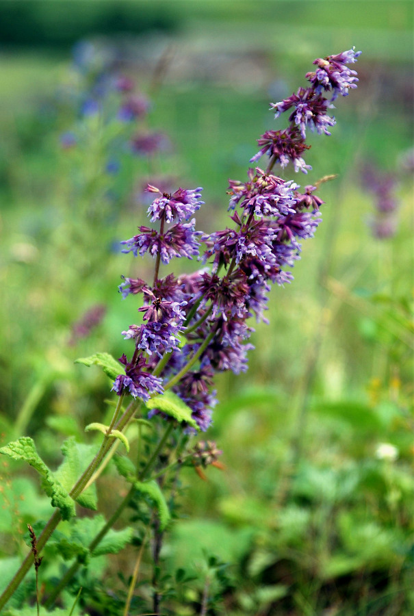 Image of Salvia verticillata specimen.