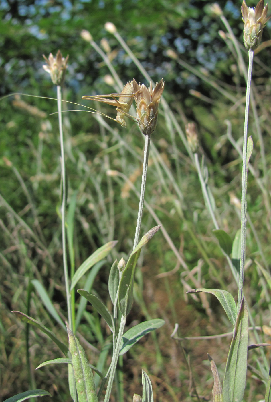 Image of Xeranthemum cylindraceum specimen.