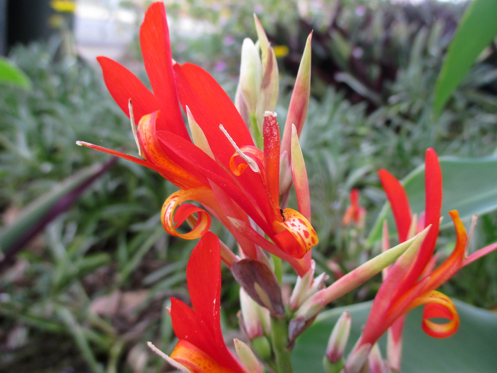 Image of Canna indica specimen.