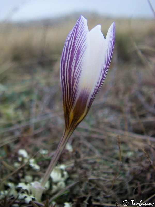 Image of Crocus tauricus specimen.