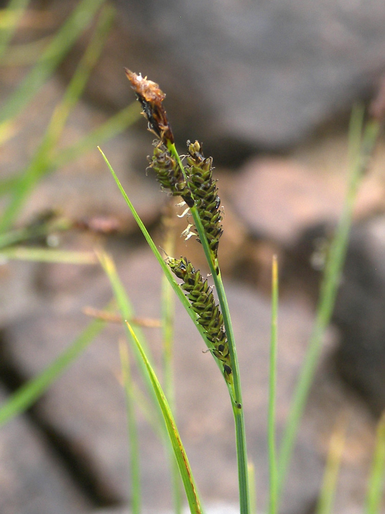 Image of Carex transcaucasica specimen.