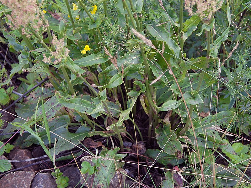 Image of Rumex thyrsiflorus specimen.