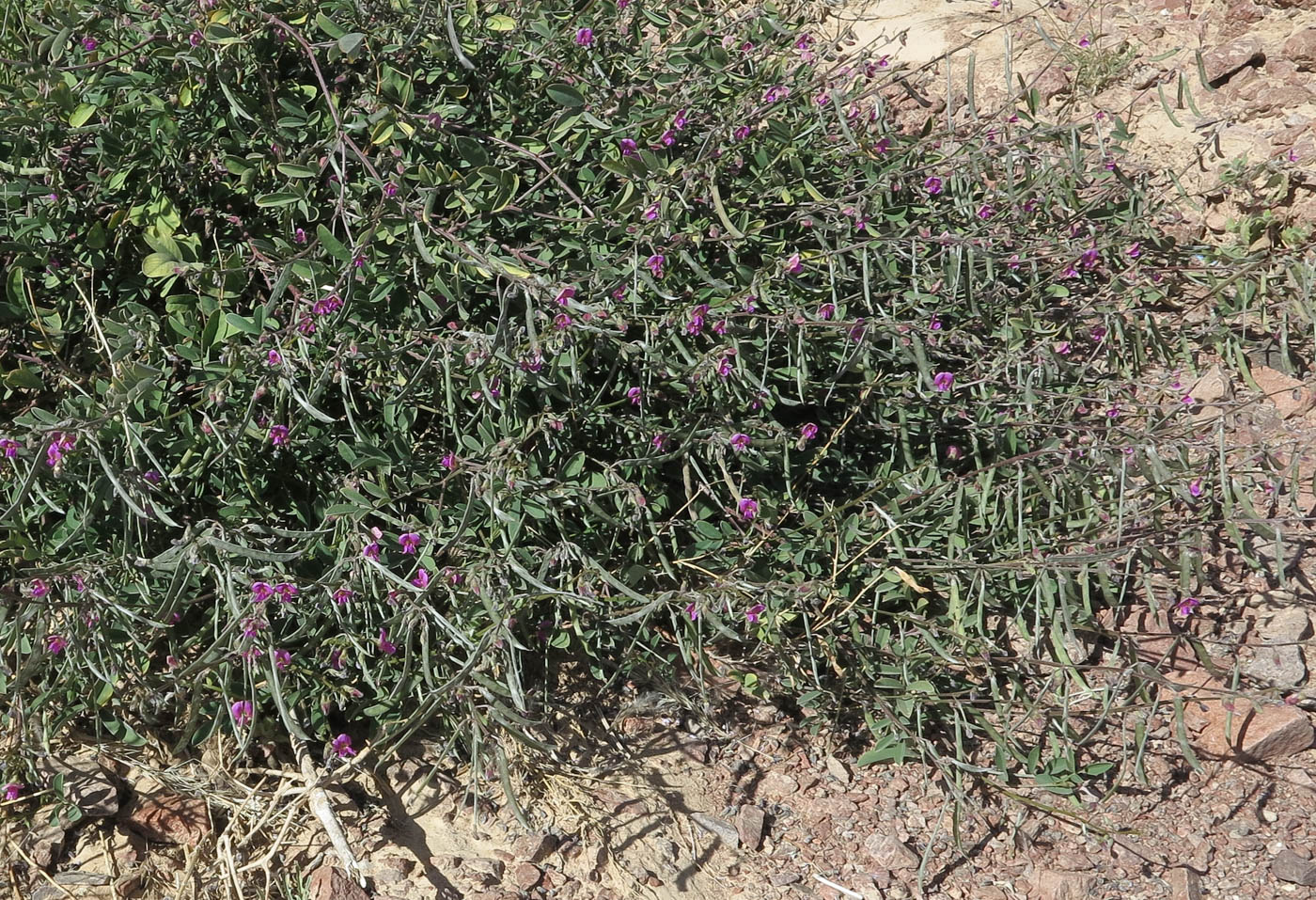 Image of Tephrosia apollinea specimen.