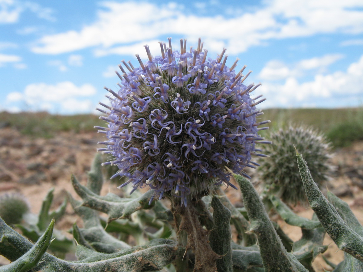 Изображение особи Echinops nanus.