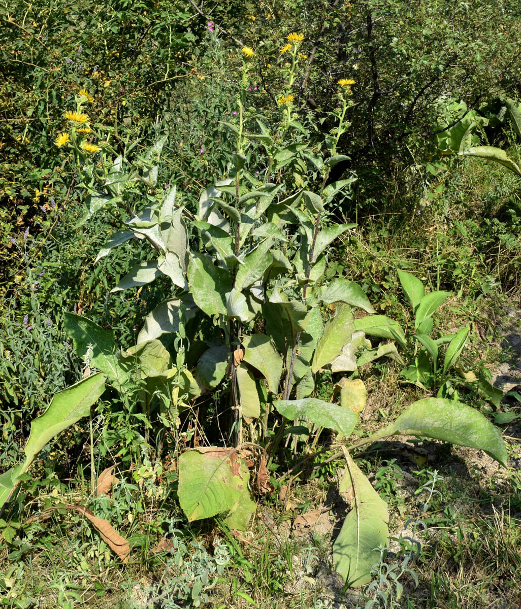 Image of Inula racemosa specimen.