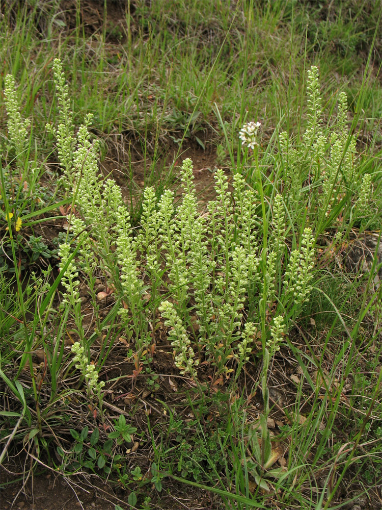 Image of Alyssum alyssoides specimen.