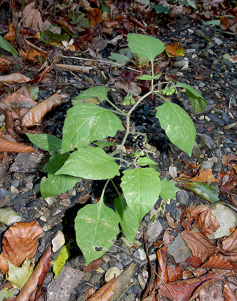 Изображение особи Solanum nigrum ssp. schultesii.