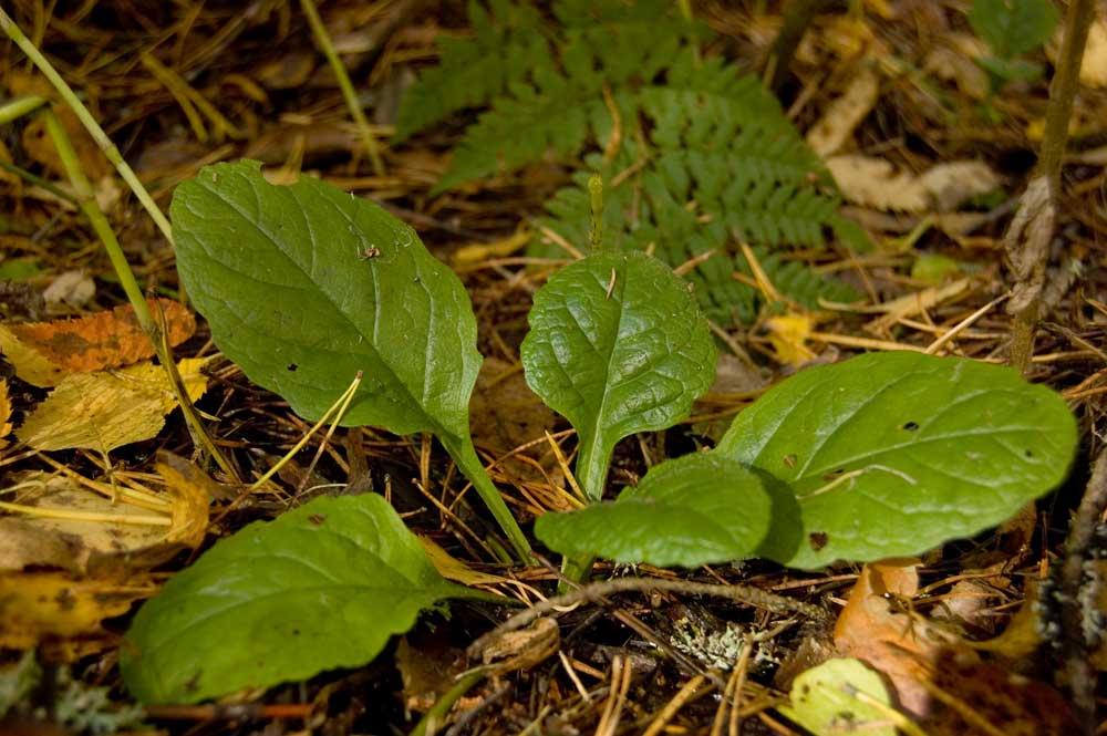 Image of Ajuga reptans specimen.