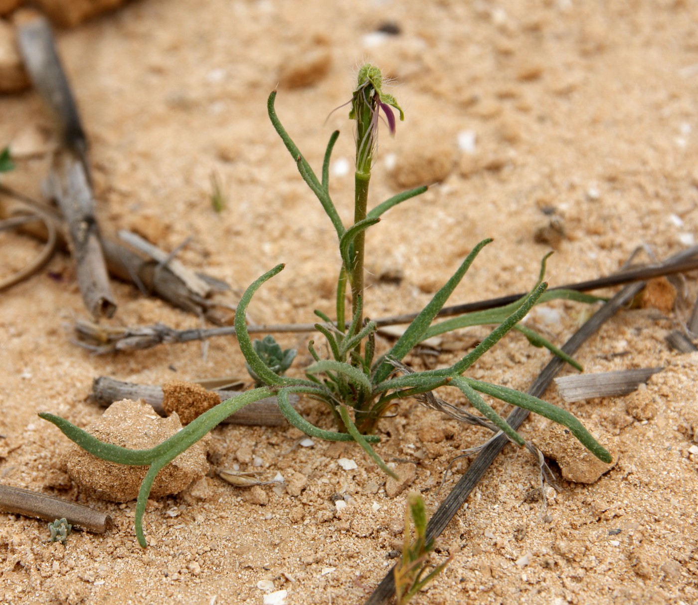 Image of Roemeria hybrida specimen.