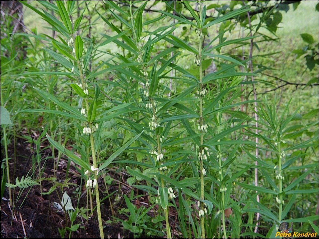 Image of Polygonatum verticillatum specimen.