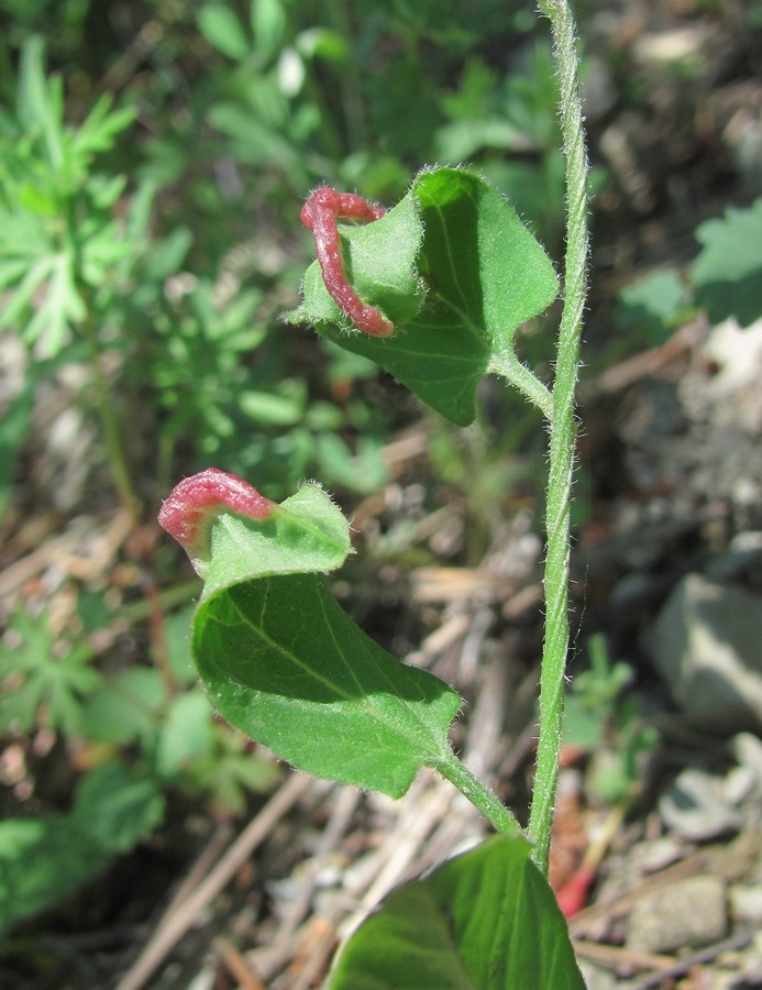 Image of Convolvulus arvensis specimen.