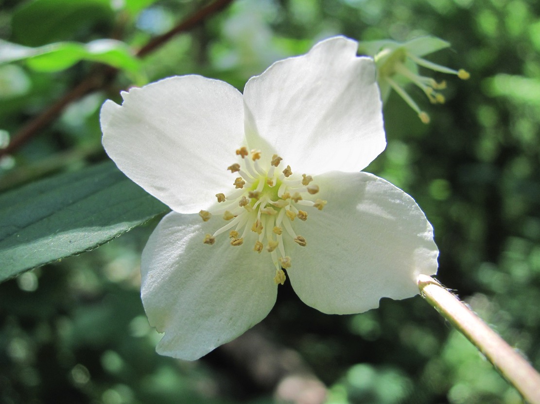 Image of Philadelphus caucasicus specimen.