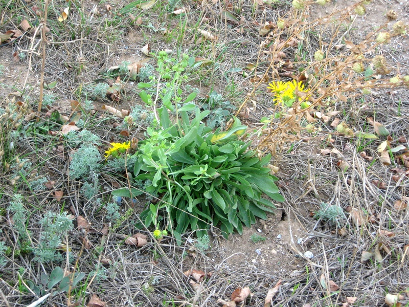 Image of Grindelia squarrosa specimen.