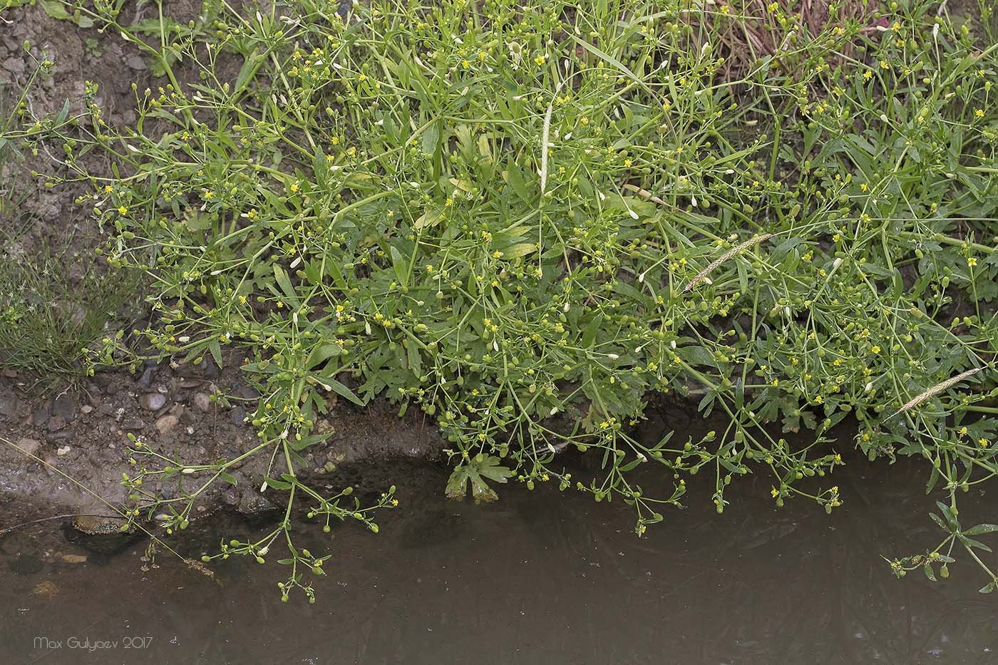 Image of Ranunculus sceleratus specimen.