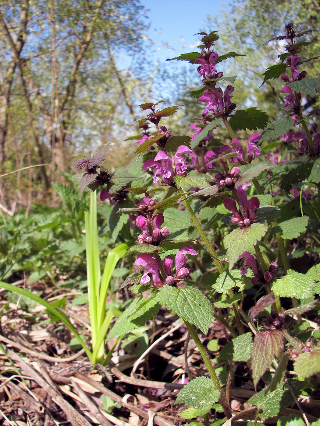 Image of Lamium maculatum specimen.