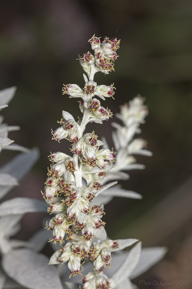 Image of Artemisia ludoviciana specimen.