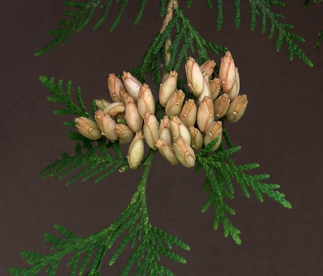 Image of Thuja occidentalis specimen.