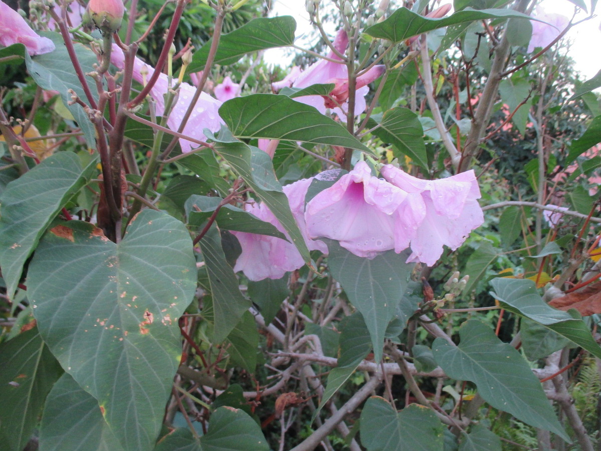 Image of Ipomoea carnea specimen.