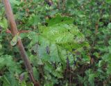 Acer tataricum. Поражённый лист (гриб Taphrina polyspora). Краснодарский край, Абинский р-н, окр. пос. Новый, под ЛЭП. 05.10.2017.