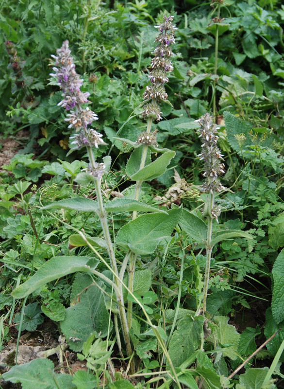 Изображение особи Stachys balansae.