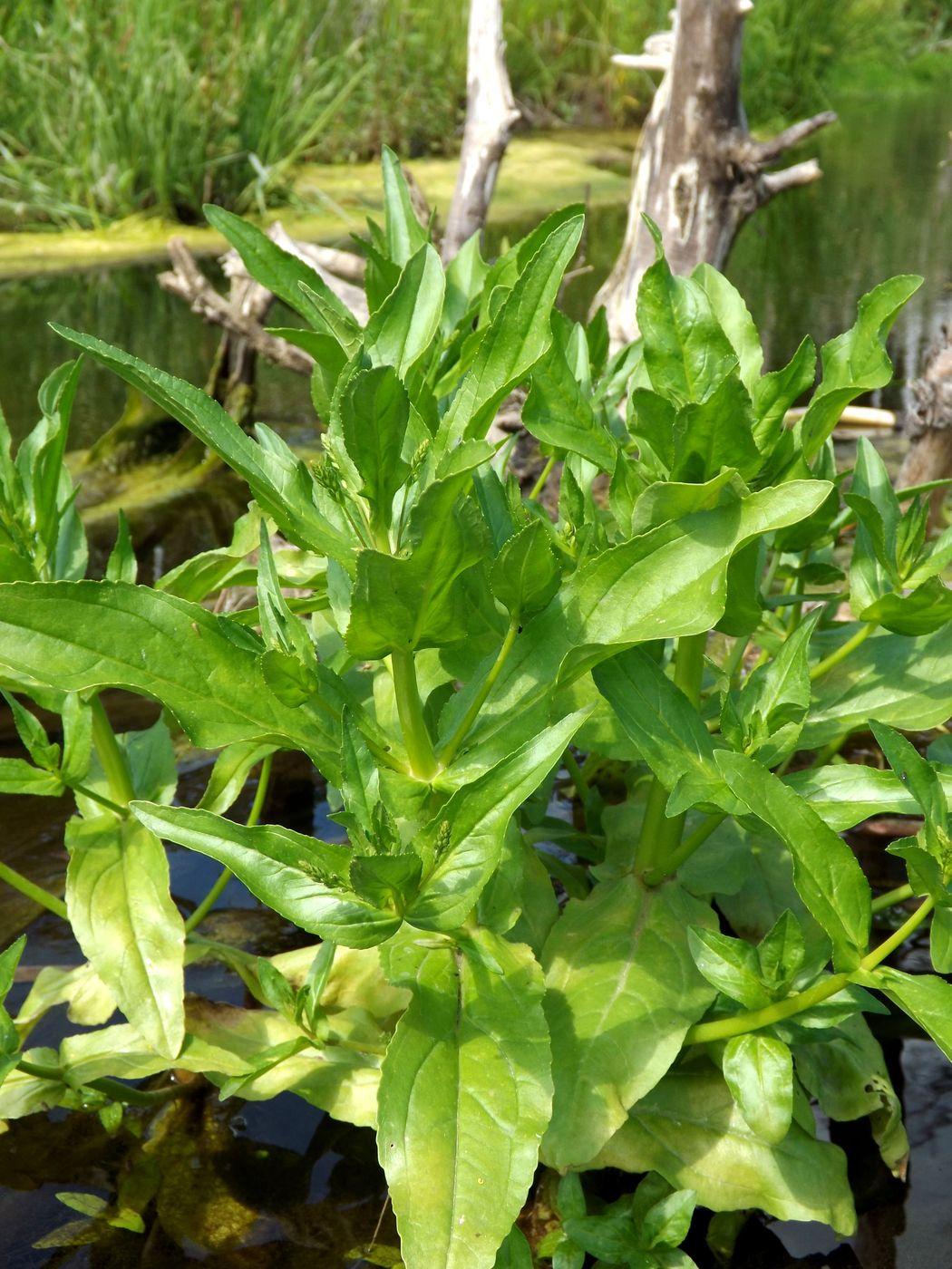 Image of Veronica anagallis-aquatica specimen.