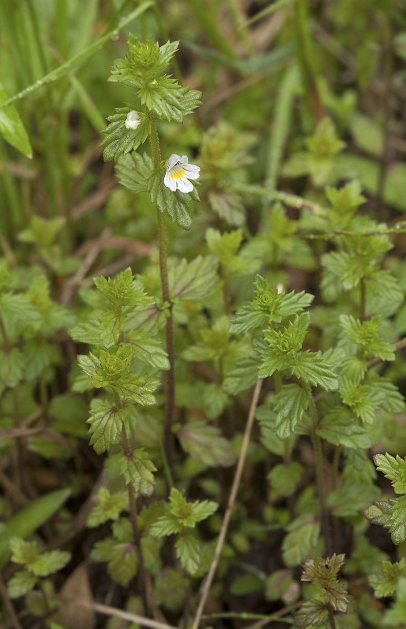 Image of Euphrasia maximowiczii specimen.