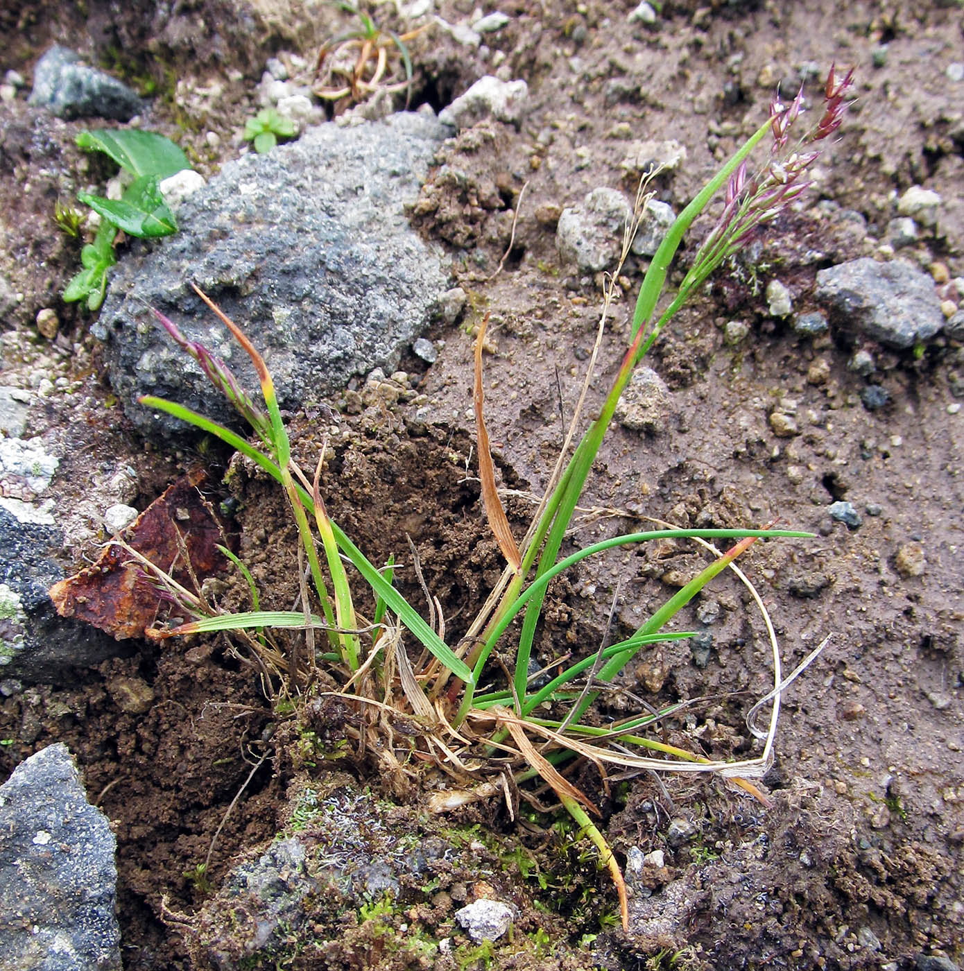 Image of Agrostis mertensii specimen.