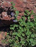 Lophanthus chinensis. Цветущее растение. Монголия, аймак Архангай, вулкан Хэрийин, ≈ 2200 м н.у.м., каменистый склон. 06.06.2017.