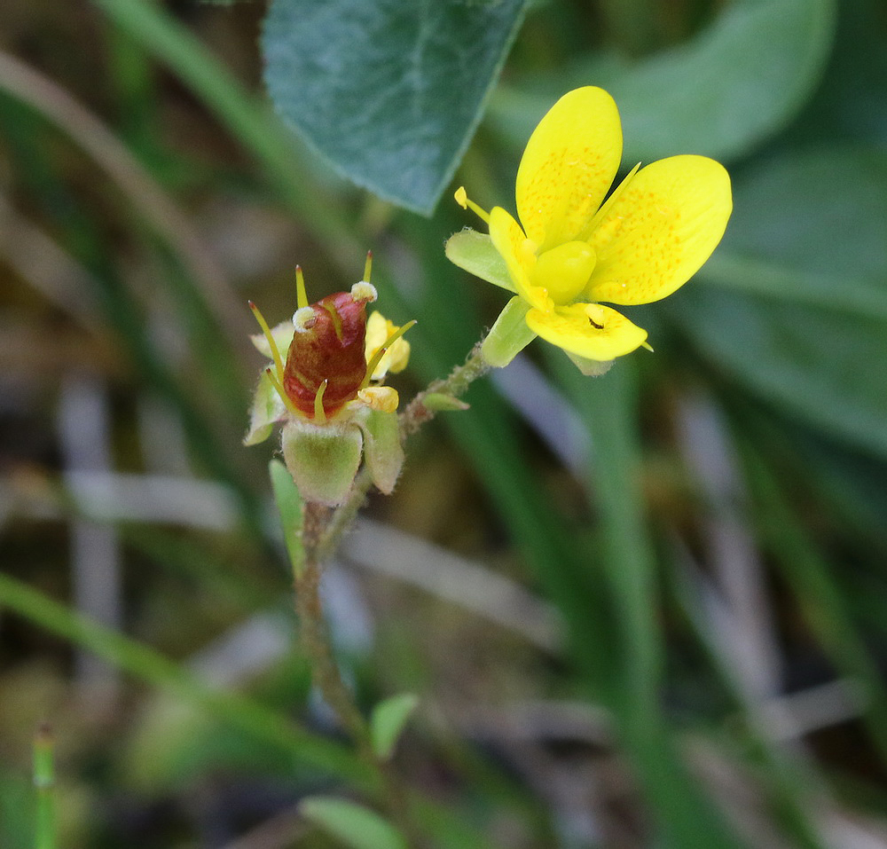 Image of Saxifraga hirculus specimen.